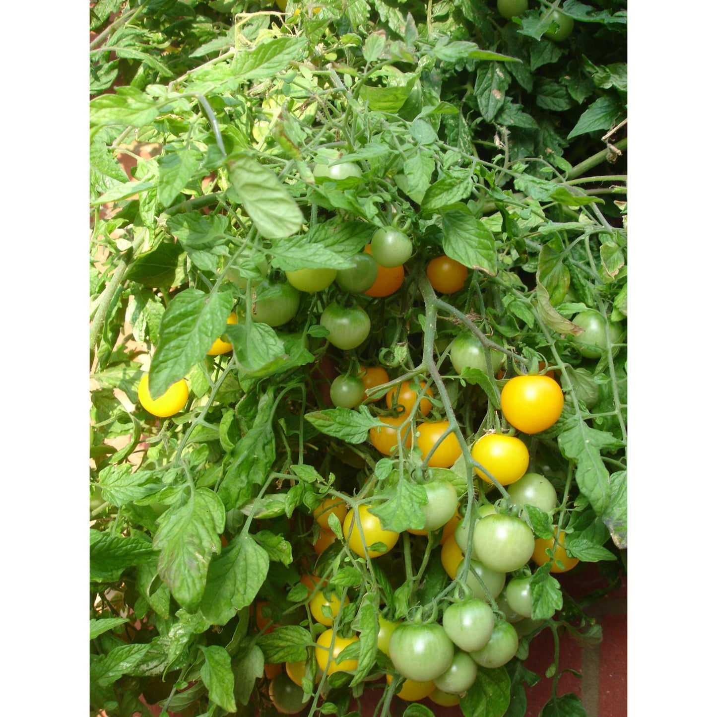 Wall Mounted Vegetable Tower