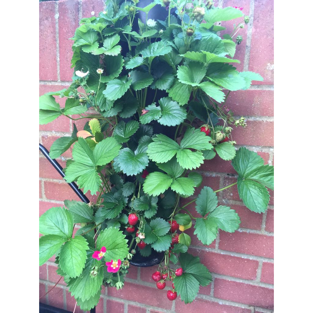 Wall Mounted Fruit Tower