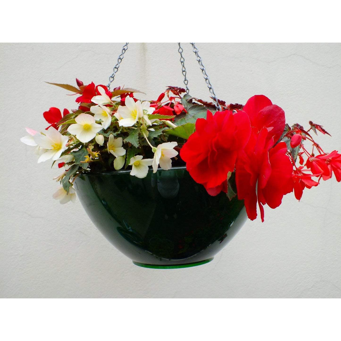 IBOP HYDRA SELF-WATERING HANGING BASKET