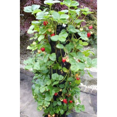 FRUIT TOWER VERTICAL PLANTER FLOOR STANDING